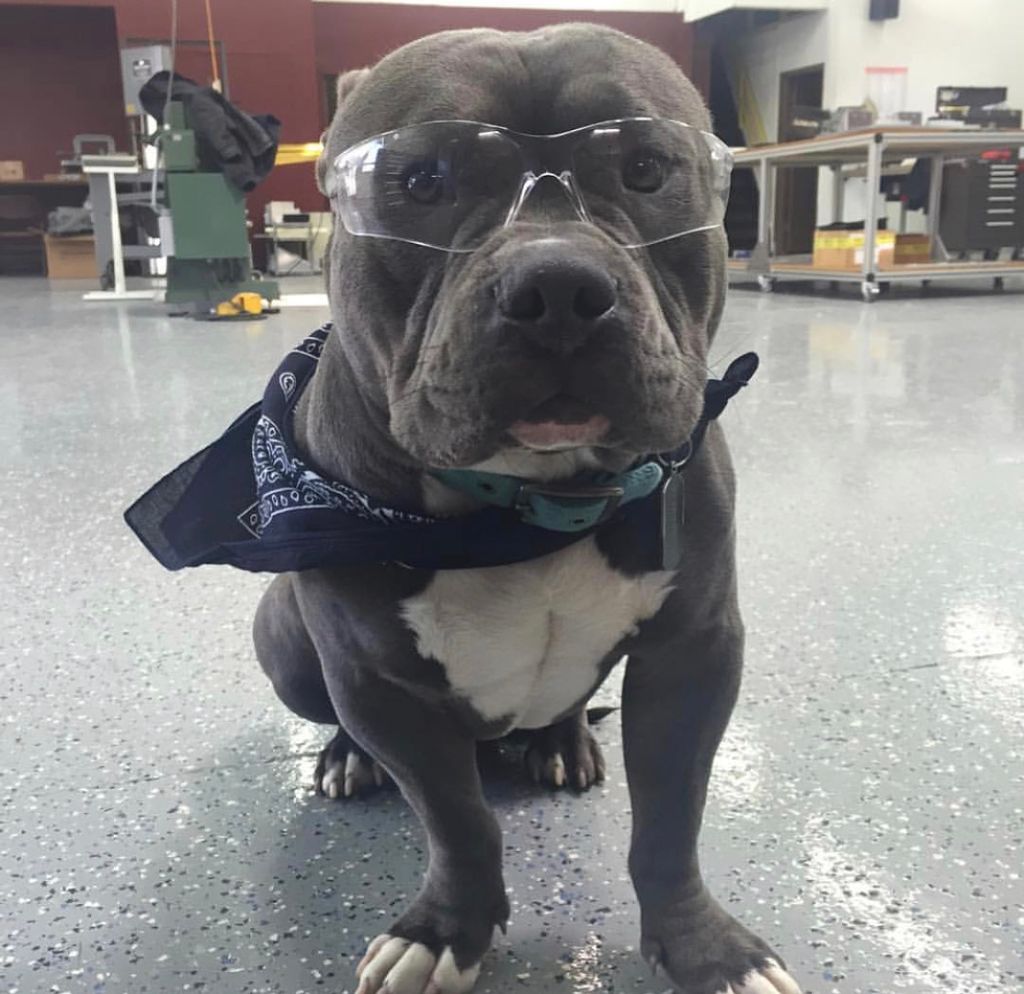 petsuppliesplus's tweet photo. Back to the work grind! #petsuppliesplus #minusthehassle #mondayblues #workgrind #workindogs (Photo Credit: Sean M.) https://t.co/lS2bPEYn5k