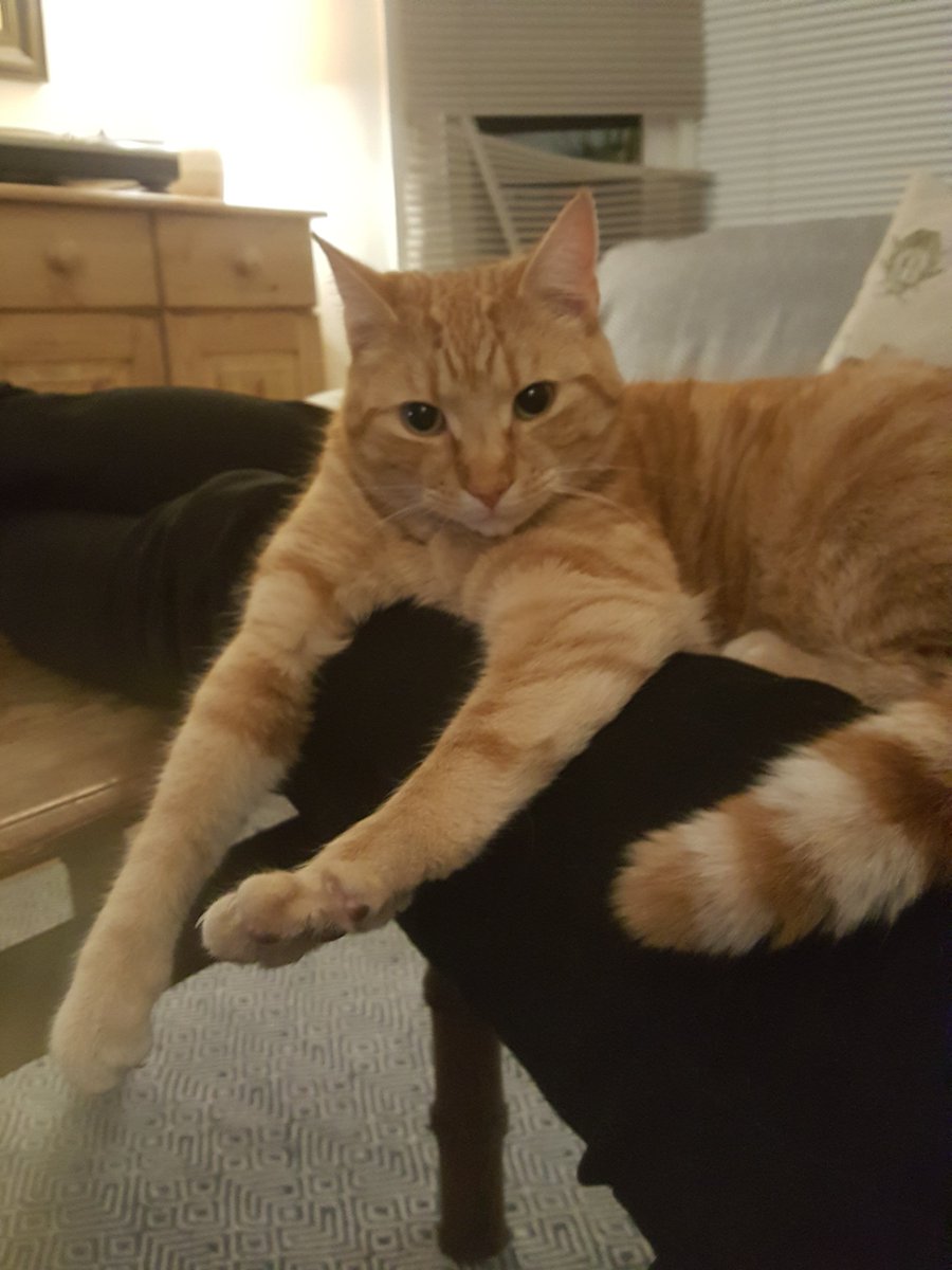 CaitlinFHarvey's tweet photo. Missing male #gingercat in #London, #plaistow #E13. Please help me find Rufus #missingcat #lostcat @thecatreviewer @CatAwareFriends @CatsProtection @CeliaHammond @NationalPetReg #missingpet @TheKennelClubUK https://t.co/vIWghyGqKR