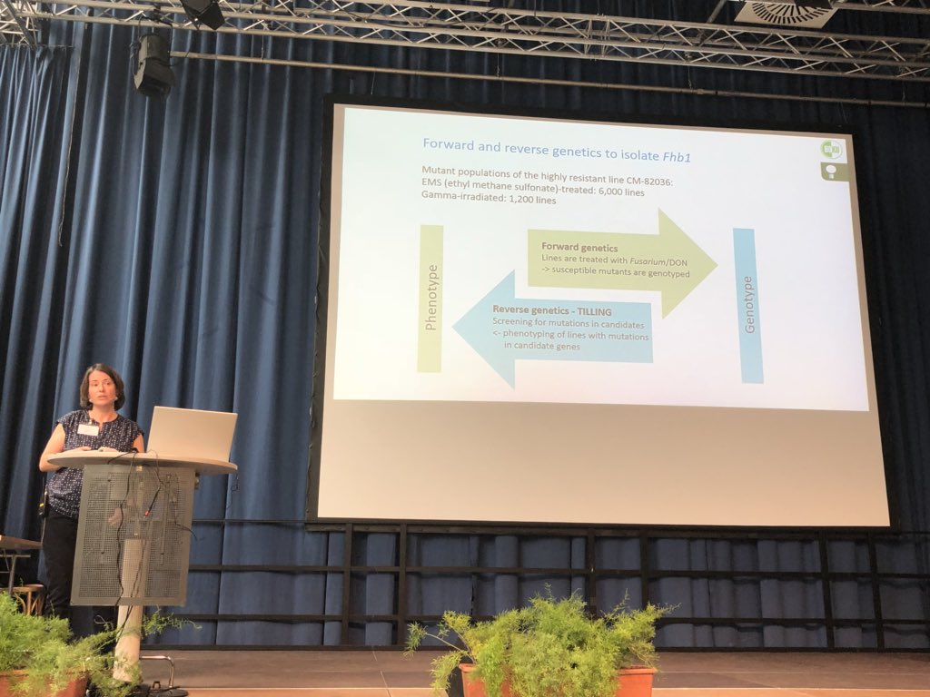 Melvin_Bolton's tweet photo. Interesting talk by Barbara Steiner on their work towards cloning a DON detoxification gene in wheat. #EFS14 https://t.co/WBPHCwQpK7