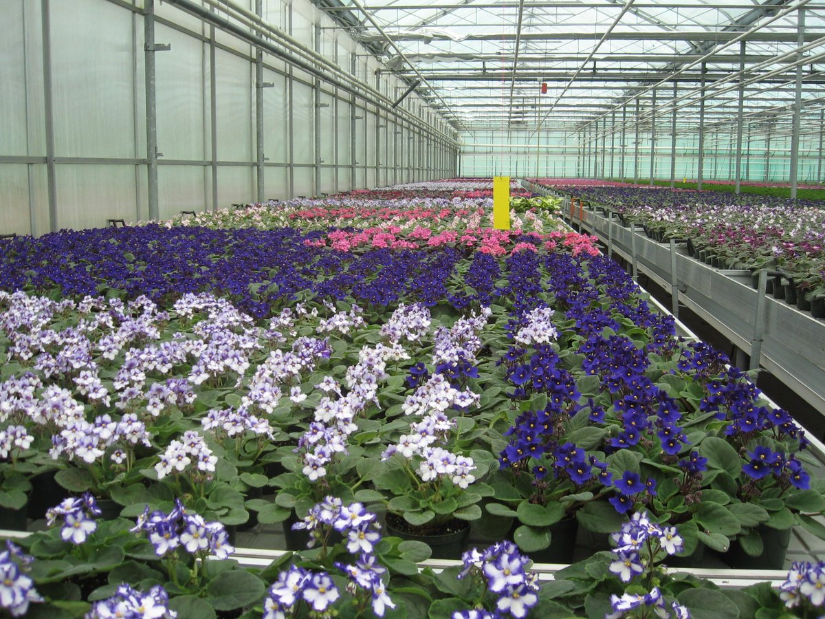 NancyRechcigl's tweet photo. Add Mural to your disease management program and let the power of Heritage + our Solatenol SDHI fungicide protect your spring crops from over 50 foliar and soil-borne diseases, including Botrytis.  #SyngentaOrnamentals https://t.co/VkDiHSVYNu https://t.co/oYQHSMM0S3
