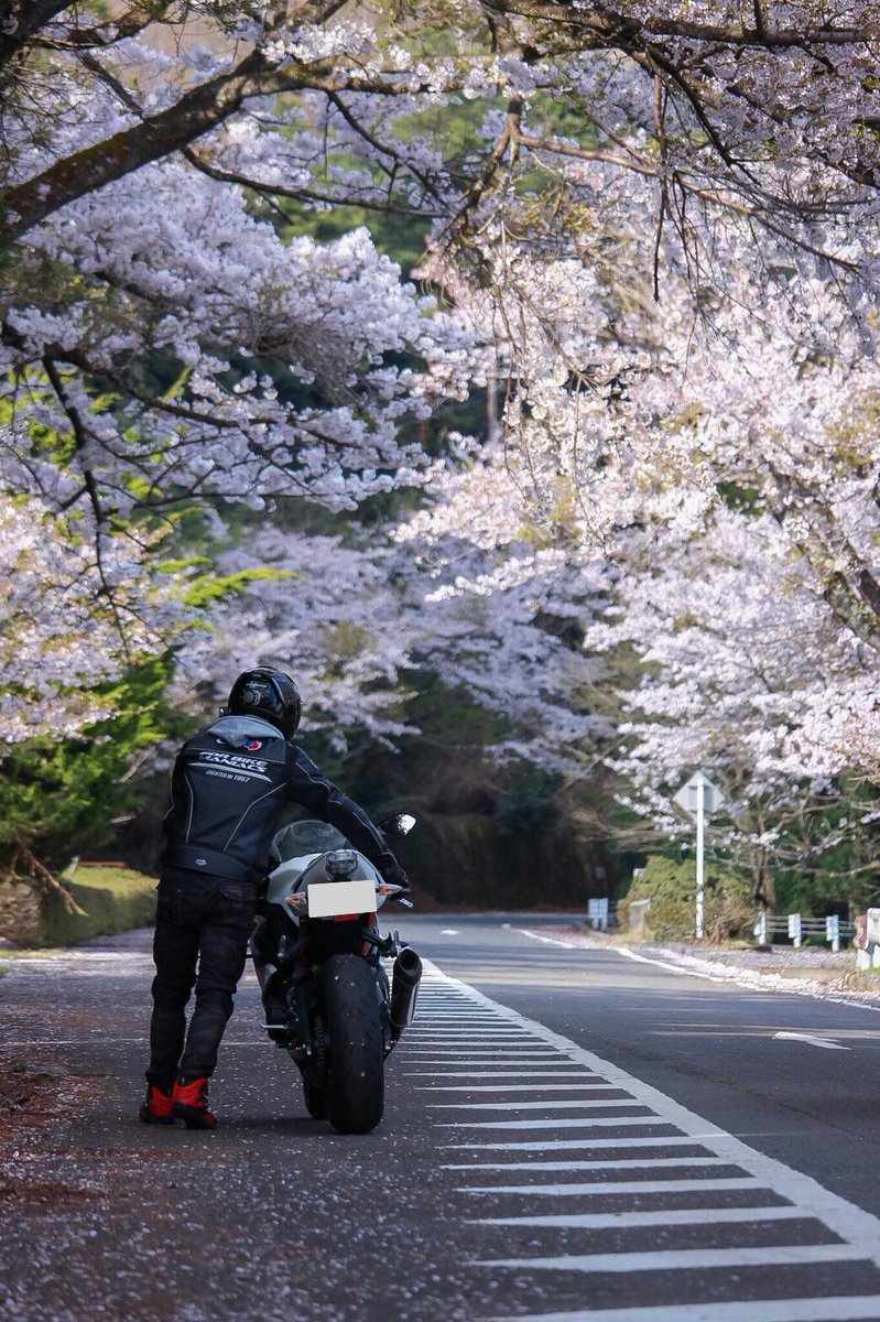 AP_artless's tweet image. ２週連続まさか桜の写真が撮れるとは思いませんでしたが
全国のデイトナファンの皆様お待たせしました！(また言ってる)

桜×Daytona675Rです！🌸

#Triumphが美しい