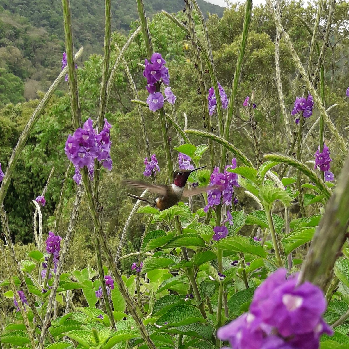 HouseBirding's tweet photo. Lovely ❤
 Magenta-throated woodstar
#gardenhouseobservatory #birding #birdwatching #costaricabirding #hummingbird #magenta #costarica https://t.co/cuFDcFBAuK