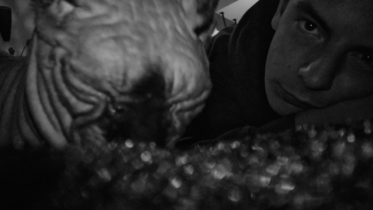 rodriicaixinha's tweet photo. #Sphinxcat #sphinxlovers #egipciancat #Batman https://t.co/EDZwJUFcV8