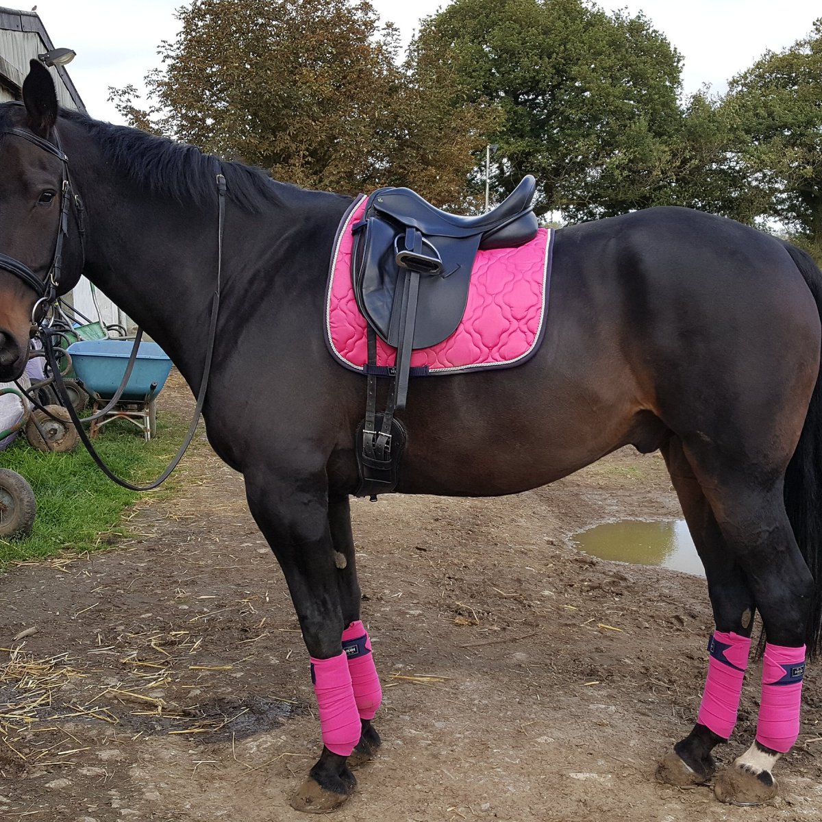 rosdobson's tweet photo. Alfie rocking his pink set &amp; Midge daring in red. Which colour would you choose?
@lvrequine are about to put an order in. #matchymatchy #BrandAmbassador #HorseHour #ponyhour #TheDressageHour https://t.co/ODl5XZHJAE