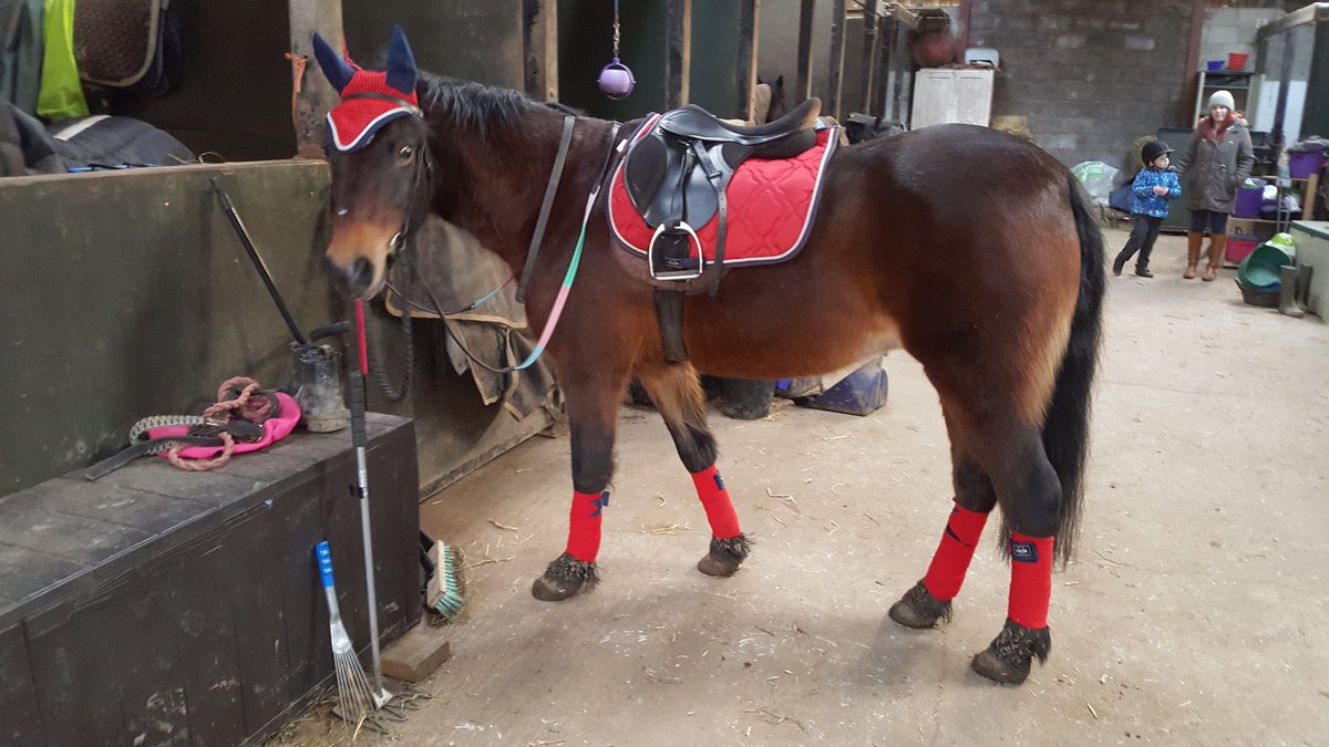 rosdobson's tweet photo. Alfie rocking his pink set &amp; Midge daring in red. Which colour would you choose?
@lvrequine are about to put an order in. #matchymatchy #BrandAmbassador #HorseHour #ponyhour #TheDressageHour https://t.co/ODl5XZHJAE