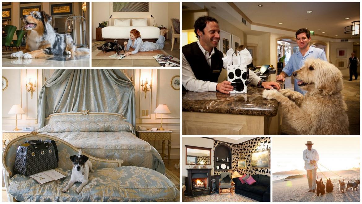 MrScottEddy's tweet photo. 9 of the pet friendly luxury hotels in the world (2018) https://t.co/D3tslRy17C via @LuxuryLaunches #LuxuryTravel #Dogs #Hotels https://t.co/RyZSIGZ5KP