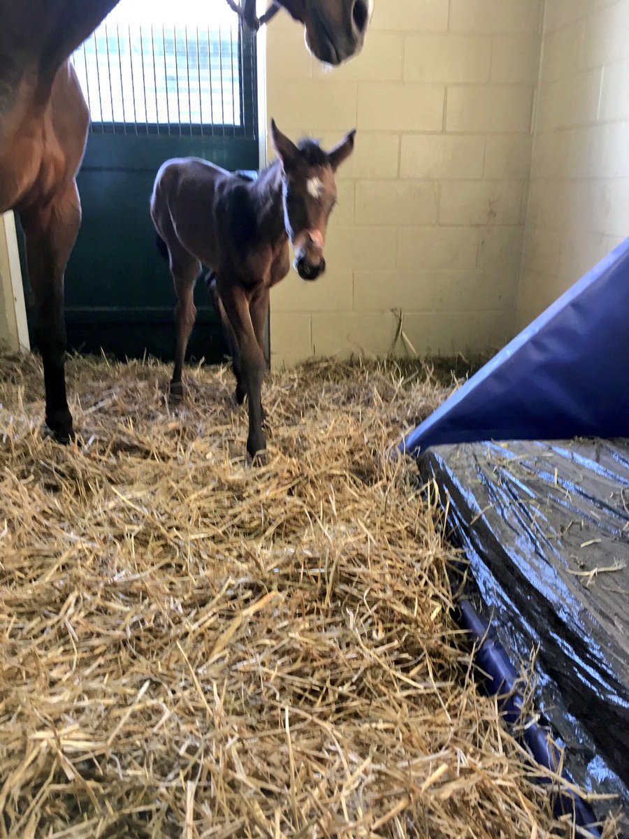 Ramsey_Farm's tweet image. BAIL OUT KITTEN had a lovely WICKED STRONG filly this morning. @spendthriftfarm