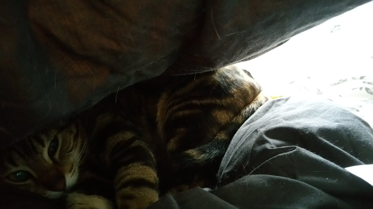 FelixMauCats's tweet photo. My housemate would like a catcave, hoomin. https://t.co/Hg9LOhHEwp