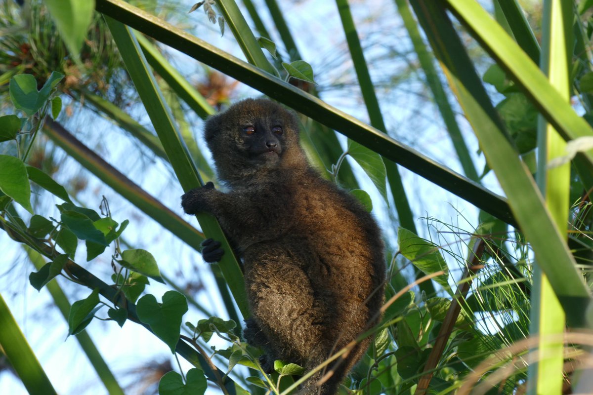IUCNsos's tweet photo. CALL FOR #GRANT PROPOSALS - Please retweet

@IUCN @SpeciesSavers now offers #funding for #conservation projects on #lemurs in #Madagascar! https://t.co/Qbcyi65QZ8

Call open till 27 May 2018 https://t.co/ak1ekEV2l0