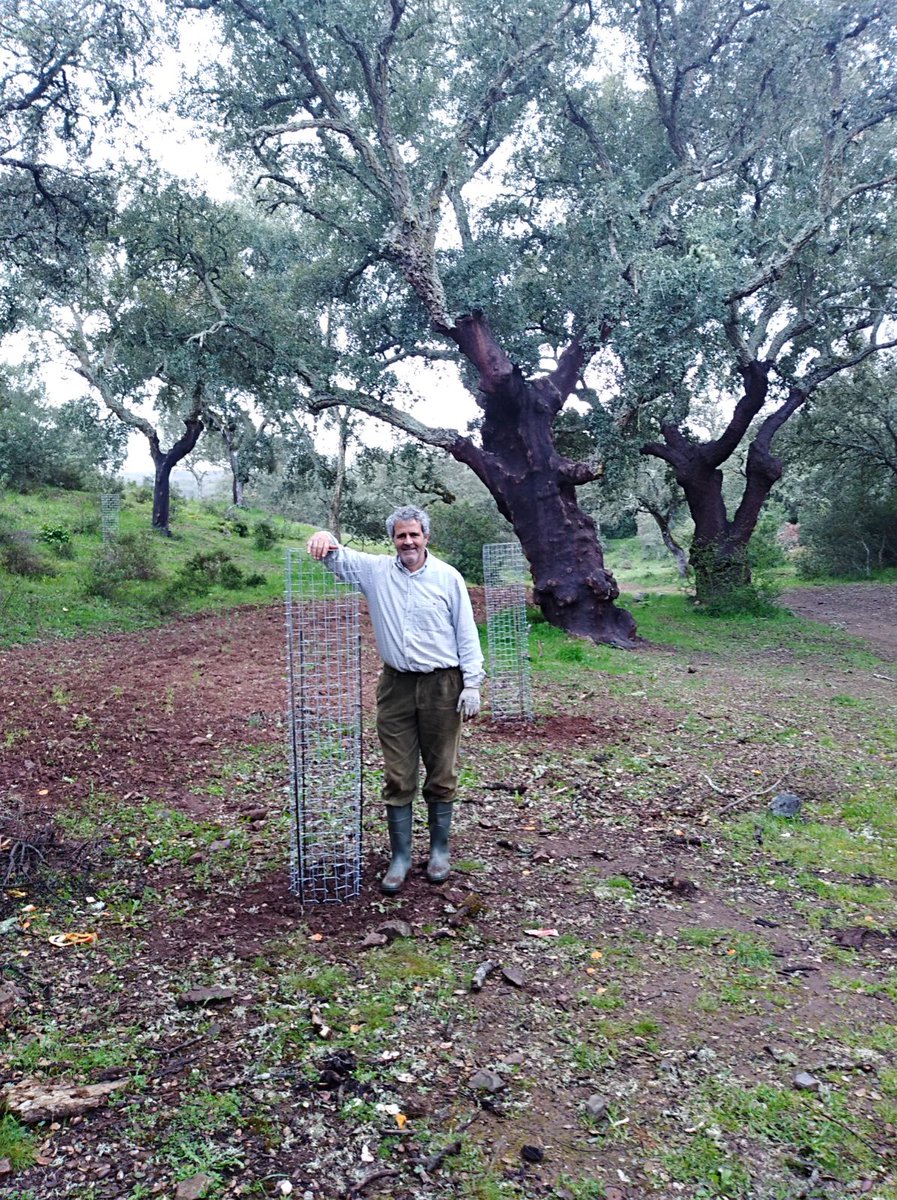 CactusProtector's tweet photo. Donación Protector Cactus al ayuntamiento de Salvaleón para proteger arbolado; PARAJE DE LOS 12 APÓSTOLES.
Desde Protector Cactus, luchamos para la conservación y preservación del arbolado.

➡ https://t.co/q9uldD0wov https://t.co/yi353qmqPR