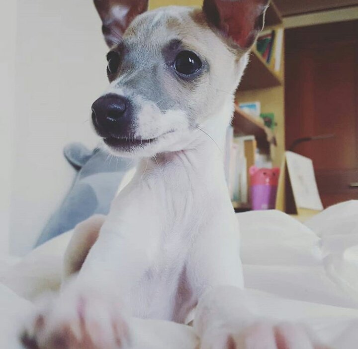 WoochanBrasil's tweet photo. [#IG] Post da mãe do Woochan no instagram com o novo cachorrinho 💛
Obs: Logo postarei a legenda traduzida https://t.co/MZINERoa3h