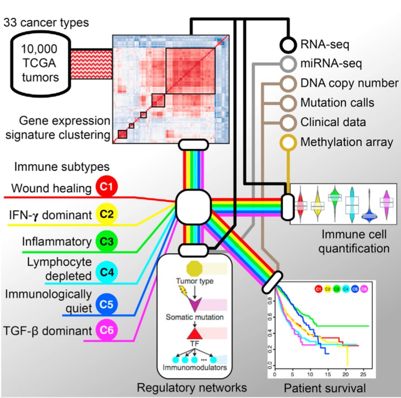 jsoriamd's tweet image. analyses of more than 10,000 tumors identified six immune subtypes that
encompass multiple cancer types and are hypothesized to define immune response patterns impacting prognosis
cell.com/immunity/fullt…