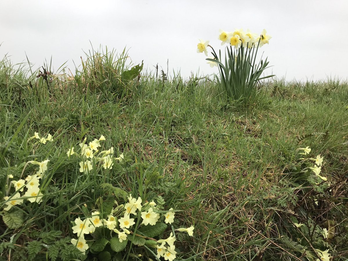KittyAtWilland's tweet photo. Spring has sprung...please can someone tell the weather! Still a lovely dog walk today though #petsitting #dogwalking #middevon #devon https://t.co/yKGo2ktRBV