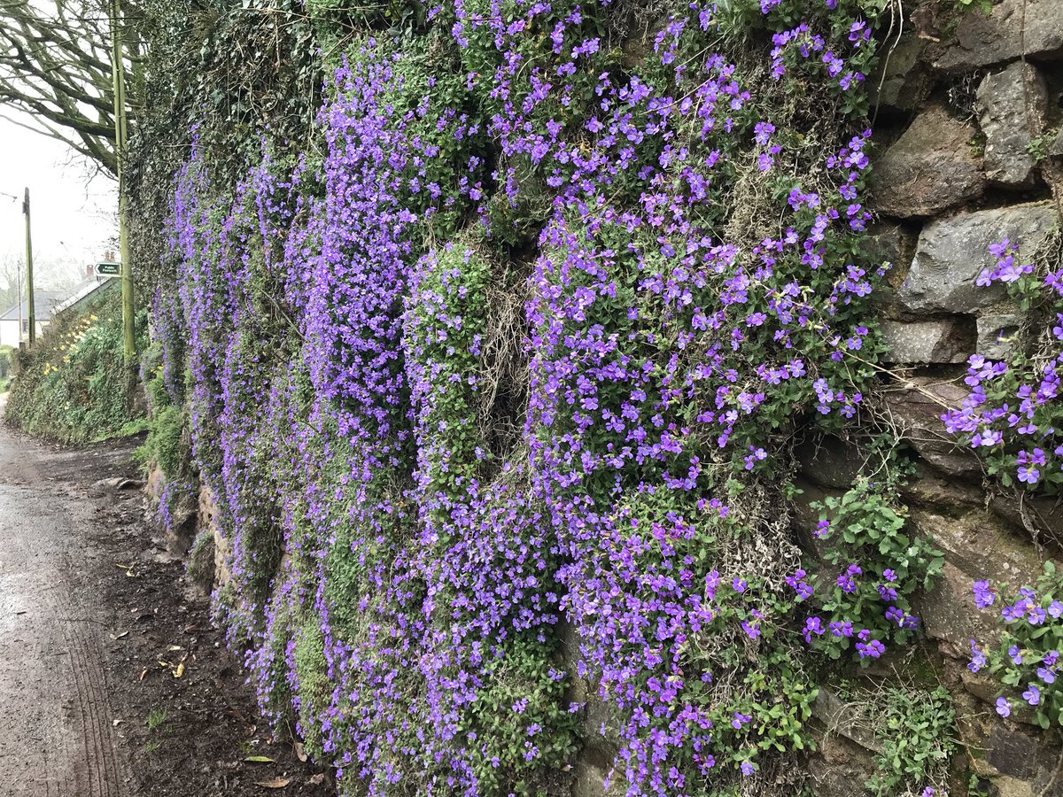 KittyAtWilland's tweet photo. Spring has sprung...please can someone tell the weather! Still a lovely dog walk today though #petsitting #dogwalking #middevon #devon https://t.co/yKGo2ktRBV