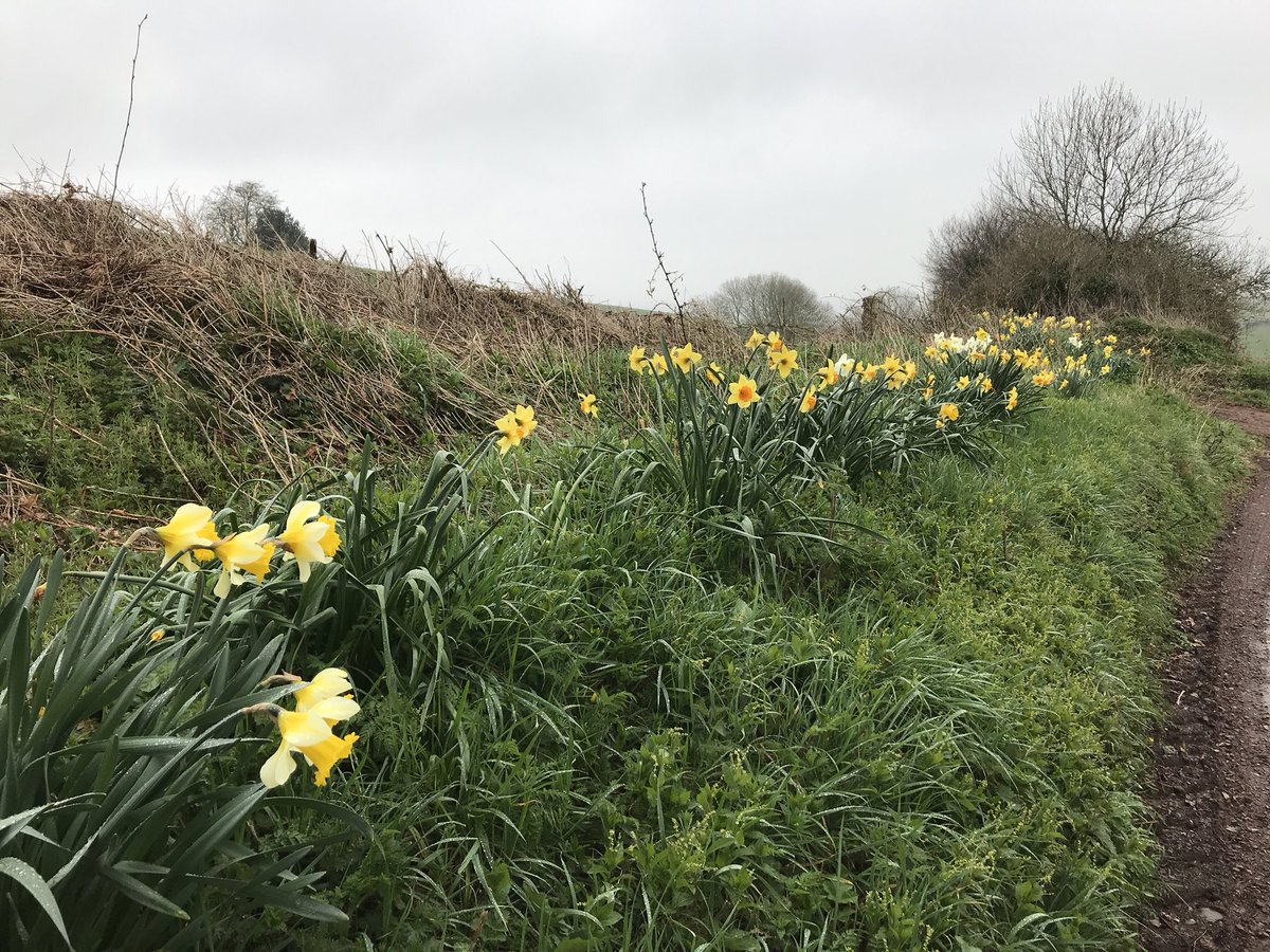 KittyAtWilland's tweet photo. Spring has sprung...please can someone tell the weather! Still a lovely dog walk today though #petsitting #dogwalking #middevon #devon https://t.co/yKGo2ktRBV