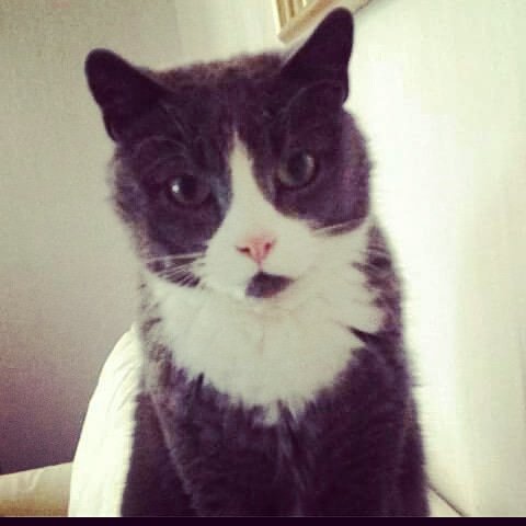 livelifeonlove's tweet photo. Tänk vad tiden går, du var ju nyss så liten och i dag blir du 14år
Stort grattis våran fina #izor #kattpappa #kattfamilj #kille 💖 🐾🐾🐾🐾🐾🌻 https://t.co/XDUTIibEWn