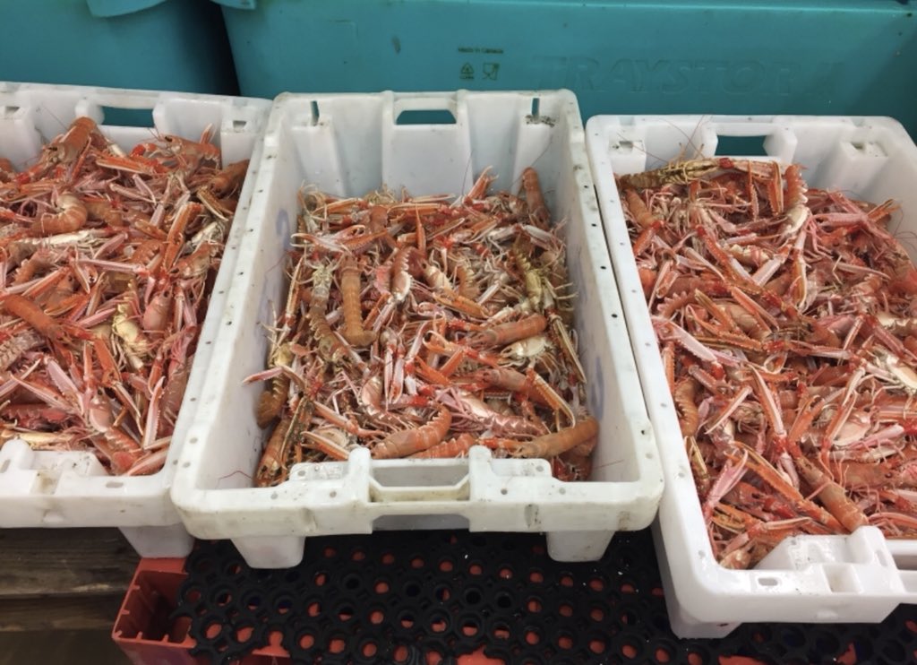 Sailbrand's tweet photo. Live Langoustines arriving in the night for delivery tomorrow.    

Please call 01484548975 to order ( first call  first serve !). #freshfish #langoustine https://t.co/nBqTgcykxk