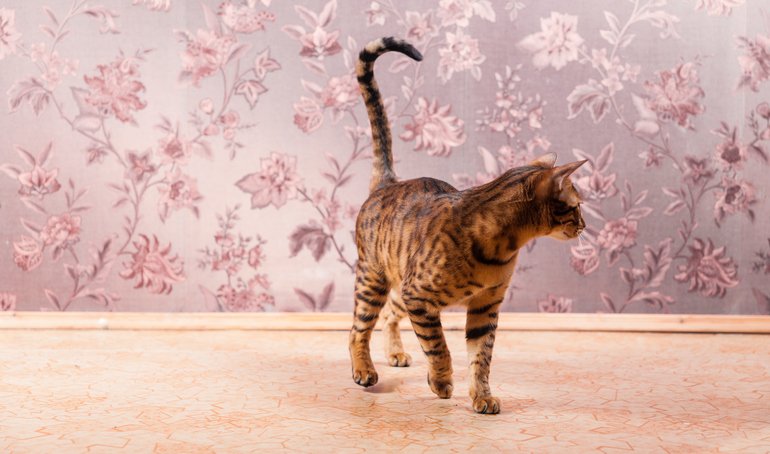yummypets's tweet photo. Tail language: it's the body language of the cat world! 🐈 https://t.co/AuU7rksTHt #yummypets #taillanguage https://t.co/5nSkT8txhj