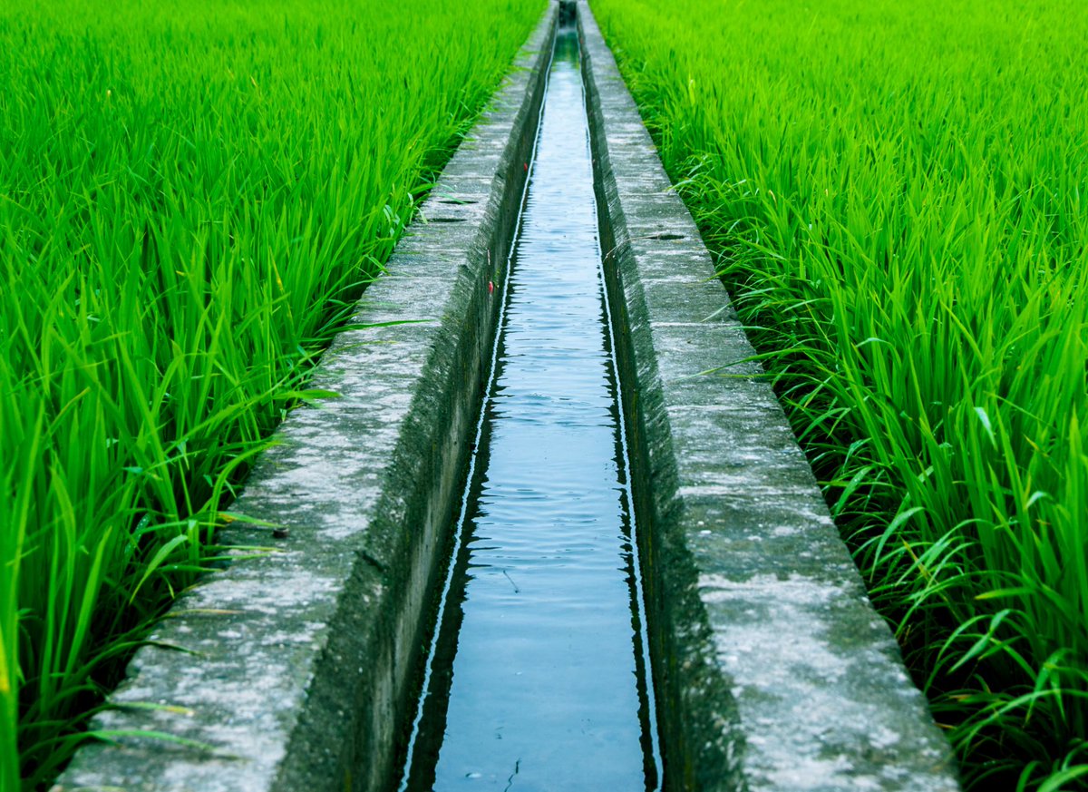 rayyaninst's tweet photo. Rajab is a month of cultivation, 
Sha’ban is month of irrigating the fields, 
and the month of Ramadan is a month of reaping and harvesting. 
— Abu Bakr al-Warraq https://t.co/6zPIeB5B7Z