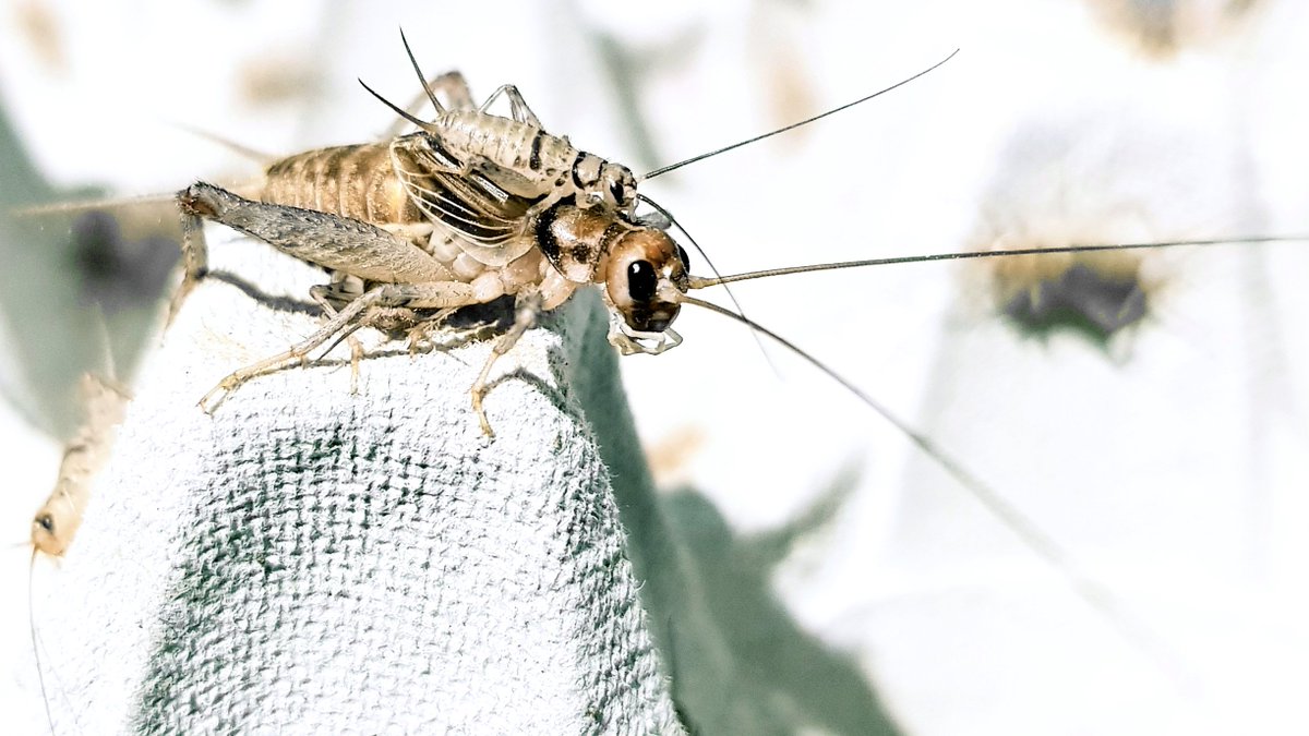 InstarFarming's tweet image. Cricket piggyback! #edibleinsects #insectprotein #cricketfarming