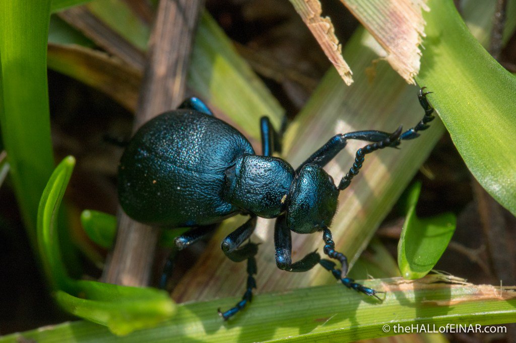 theHALLofEINAR's tweet image. New article: Violet Oil Beetles #beetles #wildblogs @DevonWildlife thehallofeinar.com/2018/04/violet…