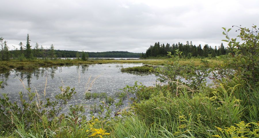 manitoulinmagic's tweet photo. Paddling After Tom: A Canoe Lake Adventure https://t.co/JncPLaTKlD via @explorersedge #Canada #TomThomson #discoverON https://t.co/vlaZNqrb6V