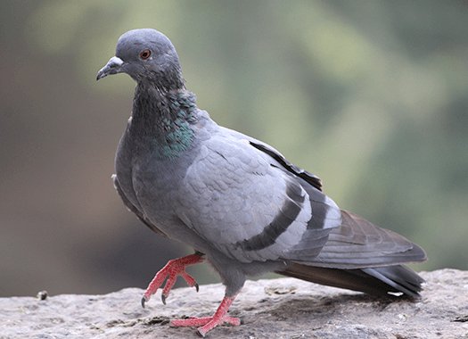 ActionPest's tweet photo. Birds don't mean to be pests, but their presence can create many headaches for business owners! Here are a few of the common pest birds we have here in Indiana: https://t.co/cC3VilfM2n https://t.co/QLxqjna27S