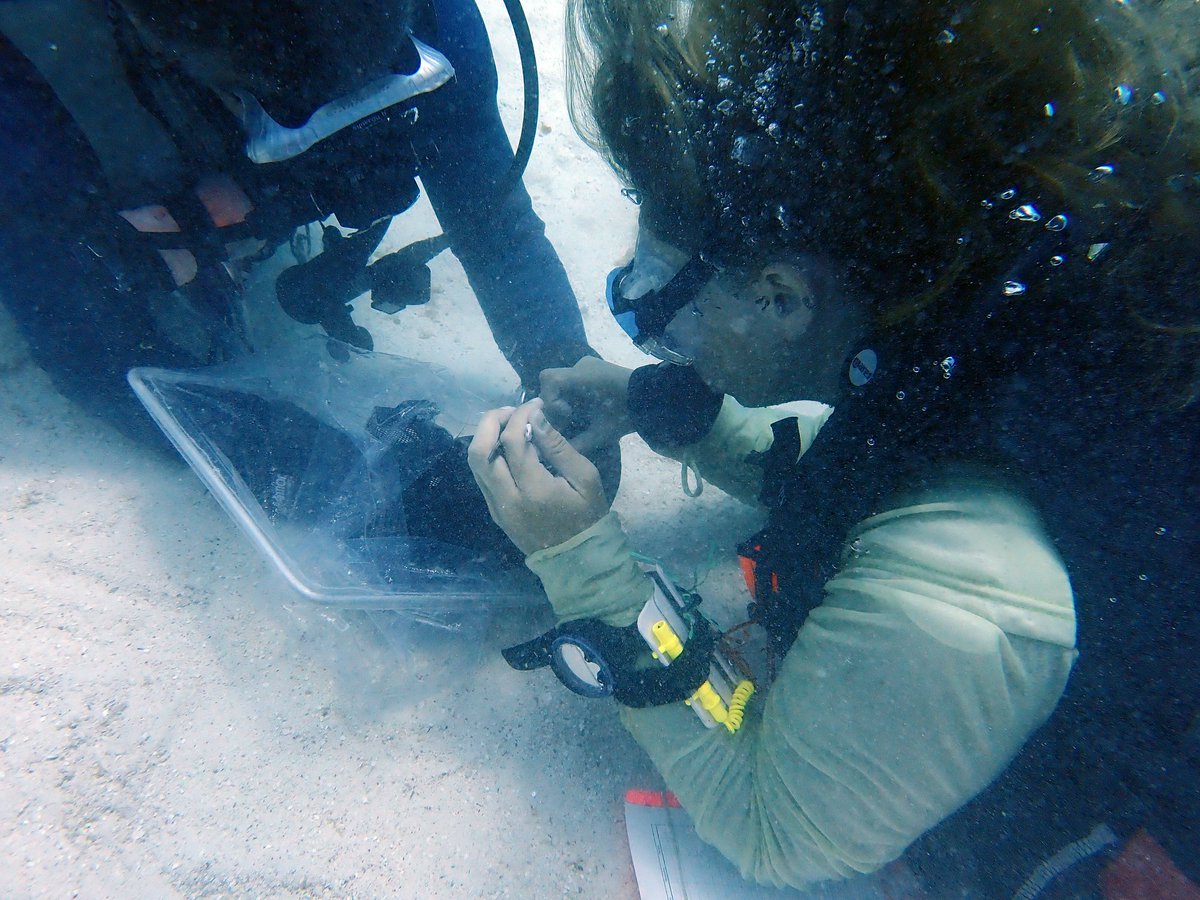 DLizSmith's tweet photo. We did it!! After an exhausting week, 50 lionfish were tagged and 40 with #Vemco #transmitters. Can't wait to see their fine-scale #movement within our VPS array! #fishsurgeon https://t.co/C0qUhJc2iy