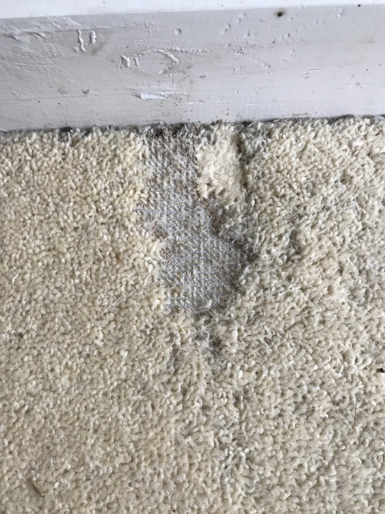 ACleanerGroup's tweet image. Carpet moth damage. Look out for what looks like small grains of rice and treat before it gets to this stage.