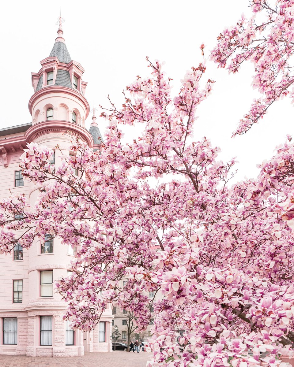dccitygirl_'s tweet photo. The city is bursting with blooms! @WTOP @nbcwashington @washingtonian @CherryBlossFest @TheNationalMall @washingtondc @capitalweather @TheNationalMall @NationalMallNPS #cherryblossom https://t.co/3ELpJGwctp