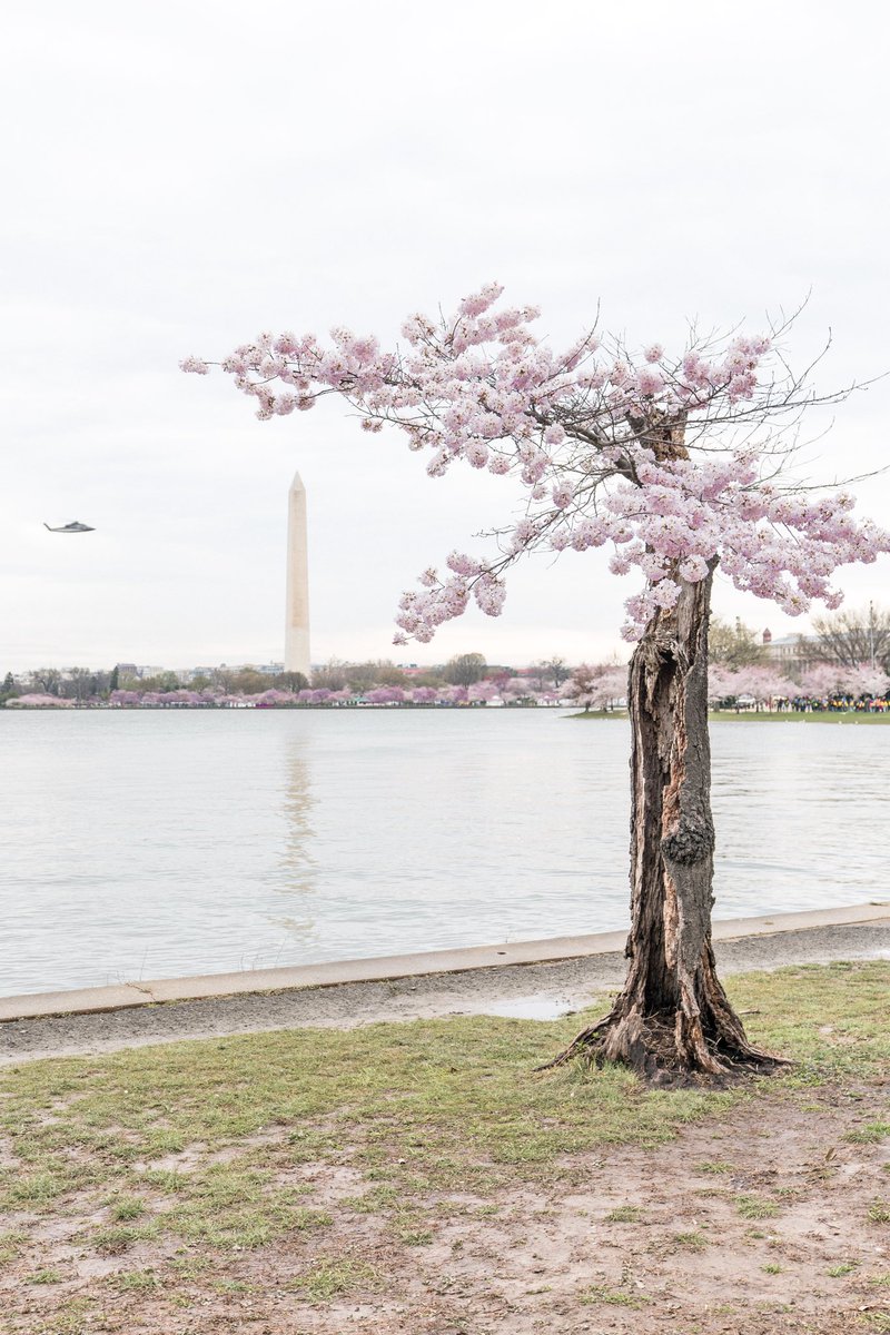 dccitygirl_'s tweet photo. The city is bursting with blooms! @WTOP @nbcwashington @washingtonian @CherryBlossFest @TheNationalMall @washingtondc @capitalweather @TheNationalMall @NationalMallNPS #cherryblossom https://t.co/3ELpJGwctp