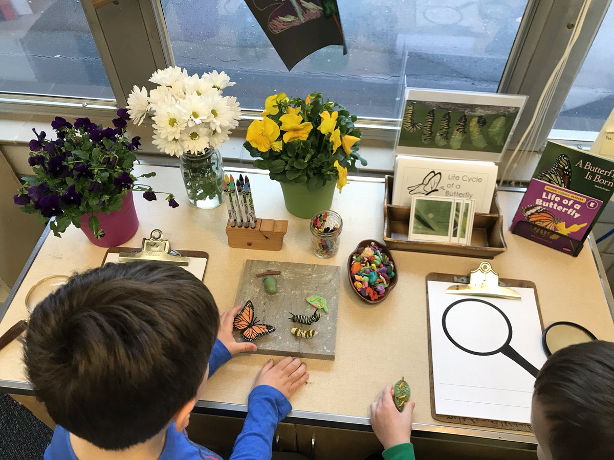 IHPlayStudio's tweet photo. Looking closely at the life cycle of a butterfly and using modeling clay to show what they notice 🔍 #butterflyinvestigation #languagesoflearning https://t.co/cTfx9MOL6P