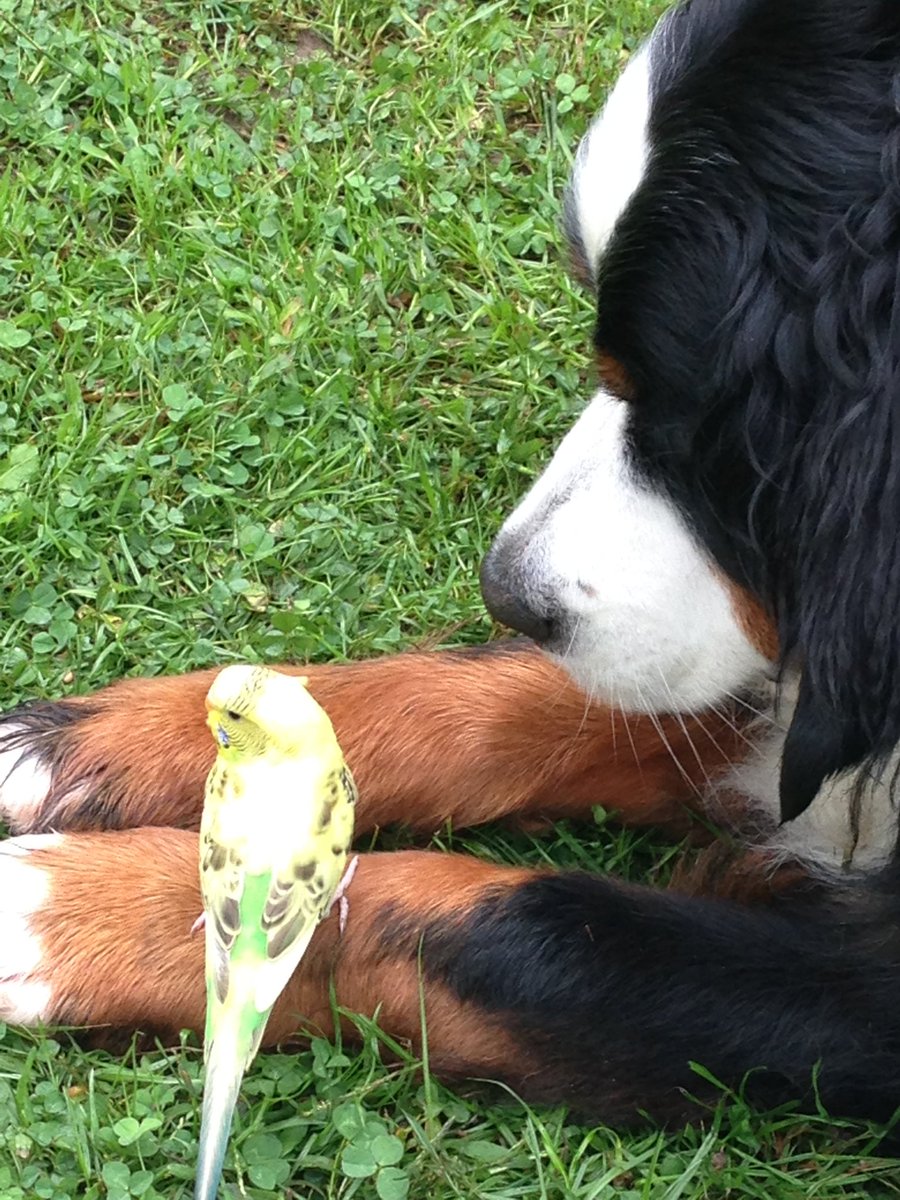 "She was not quite what you would call refined. She was not quite what you would call unrefined. She was the type to keep a parrot" #quote #MarkTwain  #SuzieAndFluffy 🐤🐾