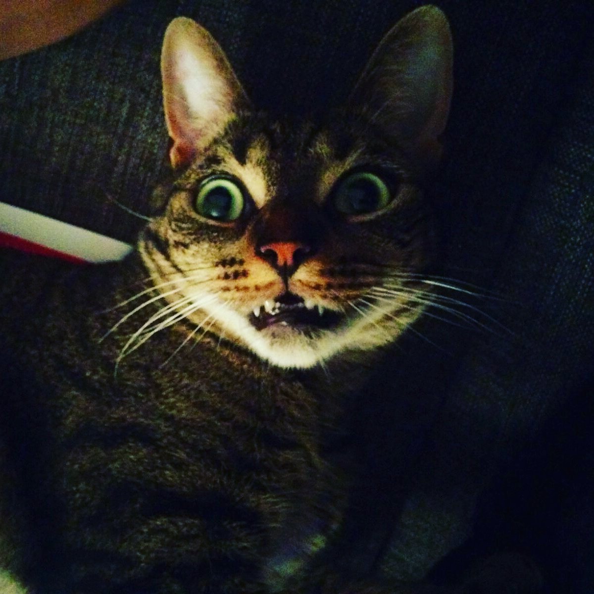 ZizouTheCat's tweet photo. Monday Madness #catsoftwitter #craycat #sotired #isitweekendyet https://t.co/ddFieOpJT7