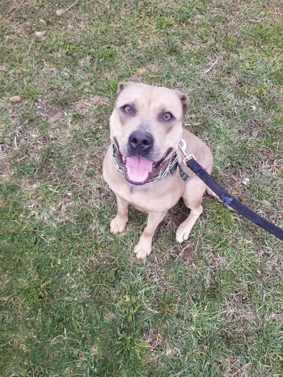 WNYHeroes's tweet photo. Thank you #livingstoncountydogcontrol for your #support with our #PawsitiveforHeroes This amazing young dog is being placed into our #servicedogprogram and given to one of our amazing Heroes. Thank you for reaching out and believing in us to continue our mission. #veterans https://t.co/lAOFi6FJAi