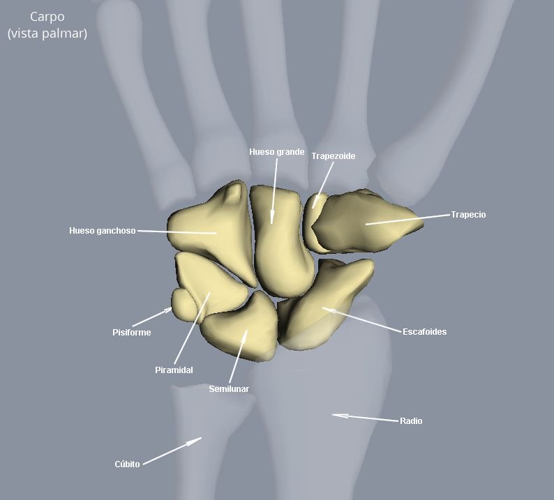 jlmgarvayo's tweet photo. #Carpo. 1ª hilera: #escafoides, #semilunar, #piramidal y #pisiforme. 2ª hilera: #trapecio, #trapezoide, hueso #grande y hueso #ganchoso. El carpo en su conjunto se comporta como un bloque inmóvil, como un solo hueso. En ocasiones 9º hueso: central del carpo.
#Antropologíafísica https://t.co/s6f0KX0W8p