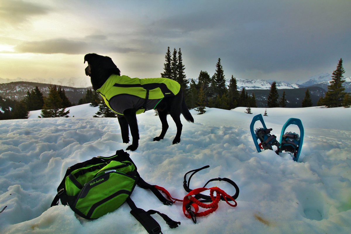 fr_dogadventure's tweet photo. Ce week-end j'embarquais les toutous pour une nouvelle aventure :  notre 1er bivouac neige. 

Une randonnée raquettes d'environ 27 km et D+1400m. 

Quelques photos en attendant le récit de notre aventure.

#SavoieMontBlanc #Polytrans @Beautiful_MNT #randonnéecanine #bivouacneige https://t.co/EzCIFy9cNx
