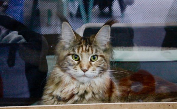 xoriburu's tweet photo. Les chats prennent la boîte à la Ficoba https://t.co/eZlDJz5eS8 https://t.co/YpTJPLH1Ri