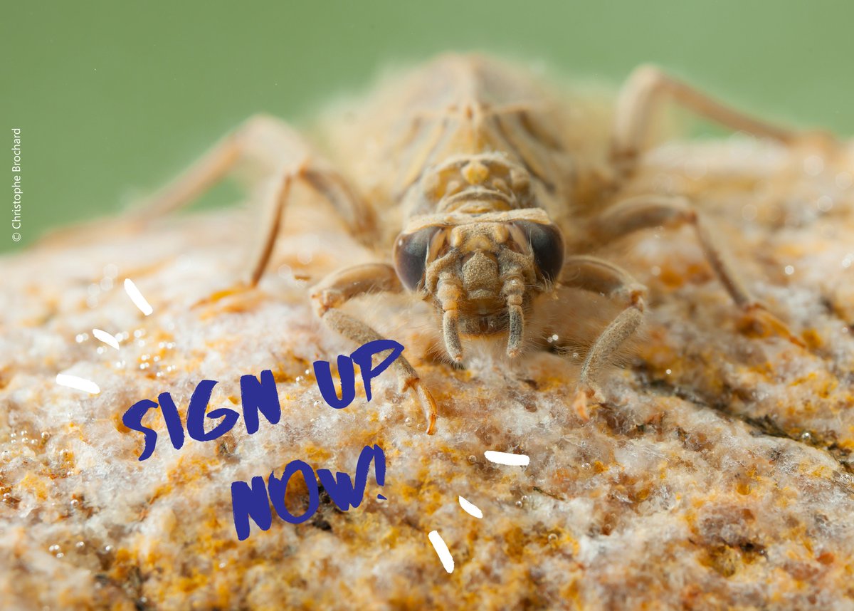 BDSdragonflies's tweet photo. Want to start learning #dragonfly exuviae but don't know where to start? Take part in #ClubtailCount 2018! No previous experience need: https://t.co/h7yAZdLRhC #entomology #entomologist #insect @RoyEntSoc @MikeDilger @WildlifeMag @CountryfileMag @WildlifeTrusts @WLGForum https://t.co/VGqw6pIw2m