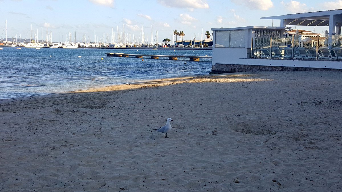 CE_Gull's tweet photo. Having a great time in #mallorca with @DonnaCKE - sadly not many chips to nick though! https://t.co/VUqW2xEtKx