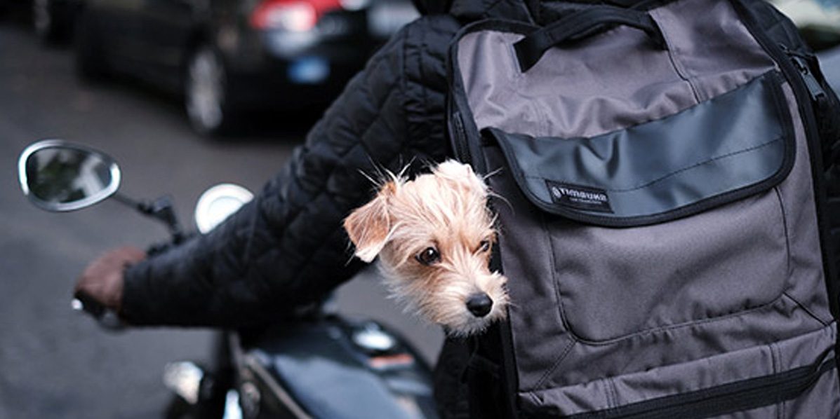 9to5toys's tweet photo. Timbuk2 Break Up with Your Bag Sale: 30% off sitewide MacBook bags, briefcases, more https://t.co/8NeiFMQkyS by @alismithstyle https://t.co/G0TTi9v5Bf