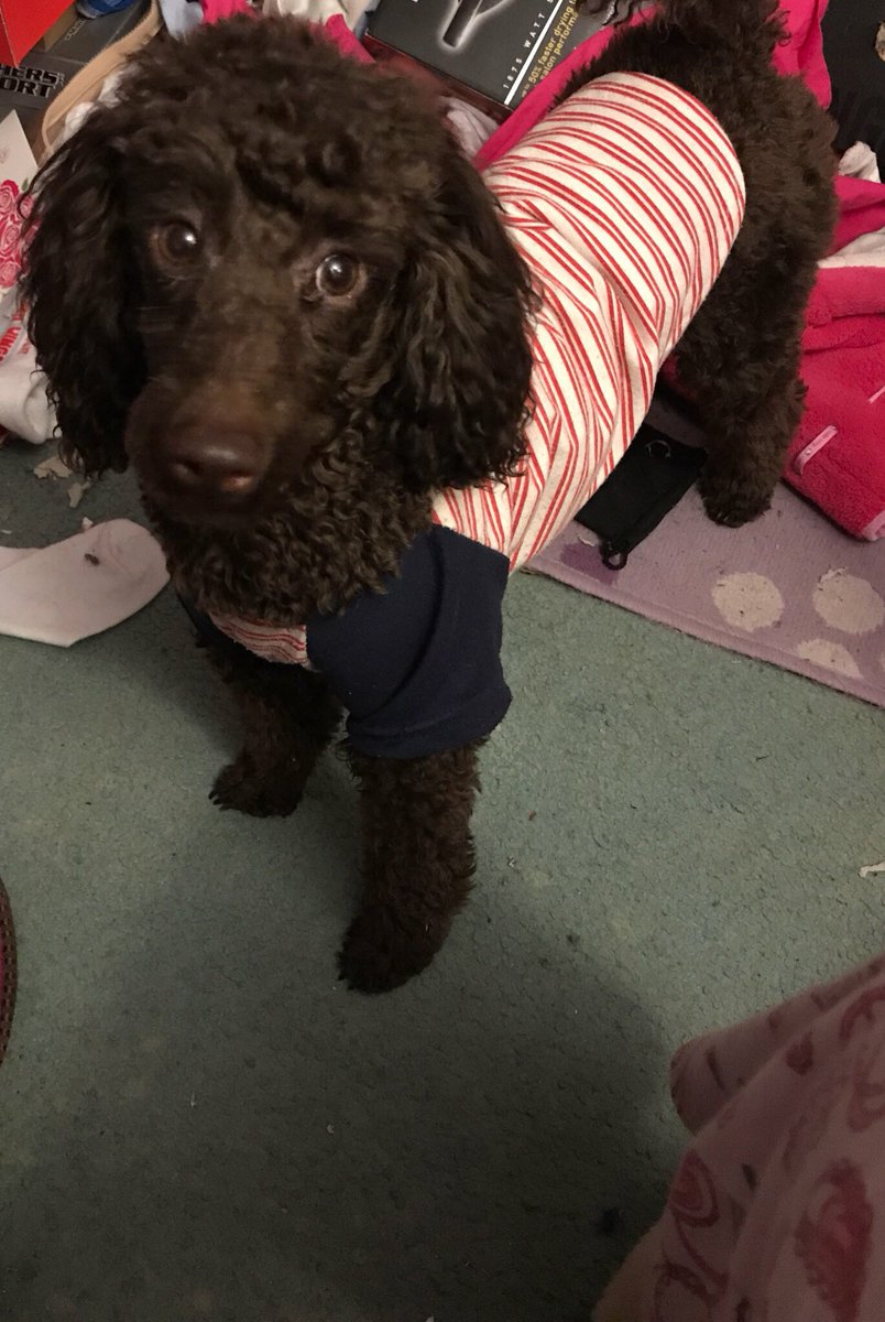 Psistriker's tweet photo. @wendilynnmakeup @AgentsofSHIELD @DogsOfShield1 Junior Agent Ella officially starts her training tomorrow night. :) #AgentsOfSHIELD #DogsofSHIELD https://t.co/zdxkviv35R