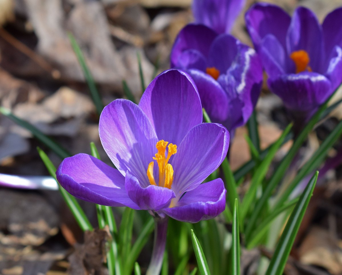GingerHostel's tweet photo. Finally #spring has come to #Krakow... crocuses are everywhere 🌷🌷🌷 
These are first flames of #color 
#ginger #gingerhostel #hostel #hostelkrakow #cracow #krakau https://t.co/lqwrnqXpPk