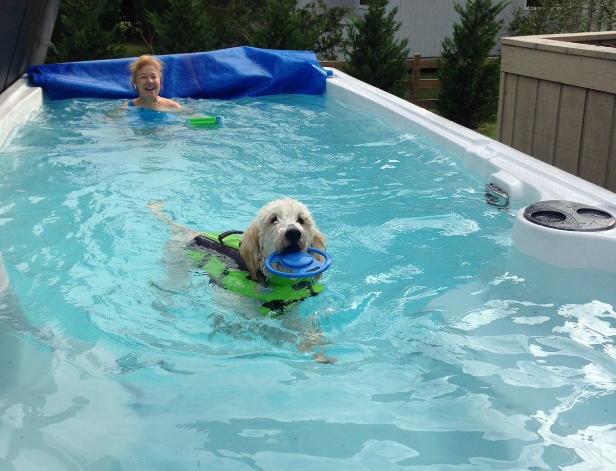 All Endless Pools this month are $1000 off! Puppies not included (sadly) ow.ly/67Vn30jompD