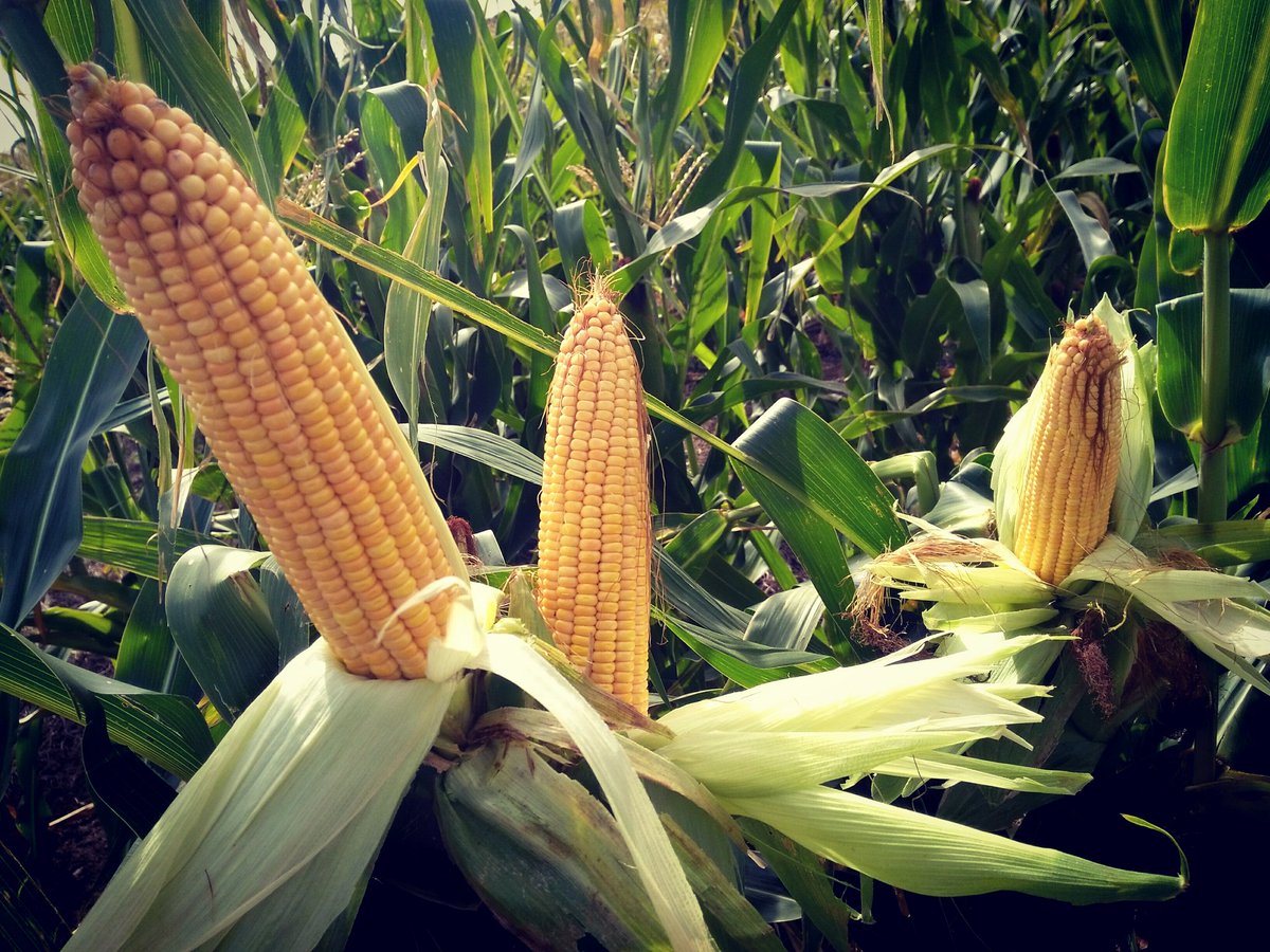 Dealers_Pioneer's tweet image. #P1833VYHR sembrado 5/12 con 27 mil pl/ha en #CnelDorrego #Maíz #Leptra