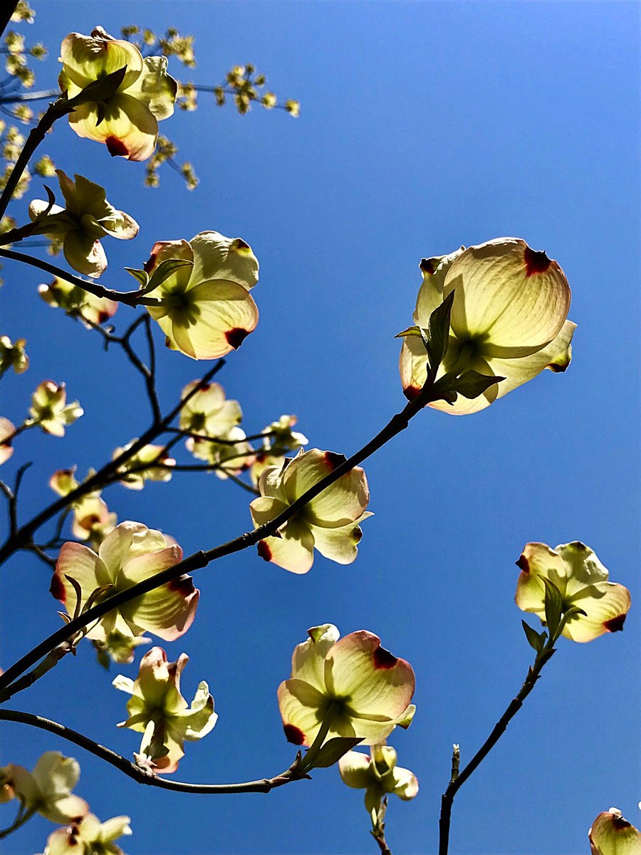 ট ইট র Cloudsailor 星羅の一日一花 ハナミズキ 花水木 名はミズキの仲間で花 が目立つことに由来 別名アメリカヤマボウシ アメリカ山法師 は山法師に似ているため 白や薄いピンクの花 Flowering Dogwood Cornus Florida Flowers Fleurs T