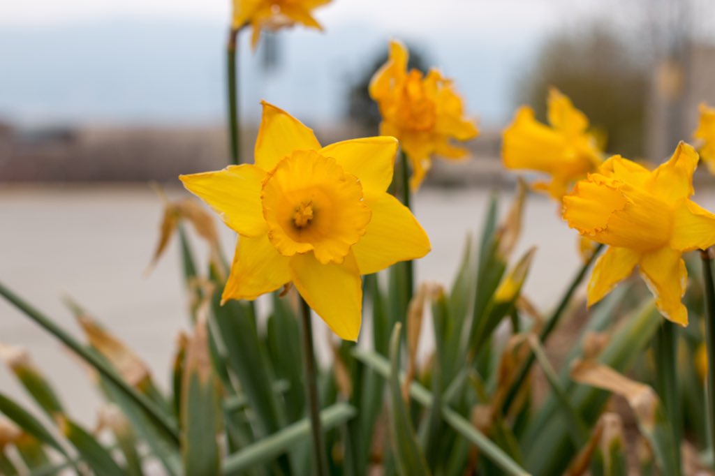 UCCS's tweet photo. Campus is blooming 🌸 https://t.co/pWEMhRQAoS