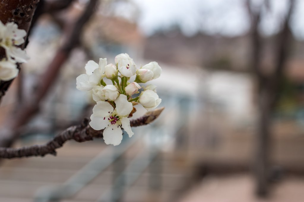 UCCS's tweet photo. Campus is blooming 🌸 https://t.co/pWEMhRQAoS