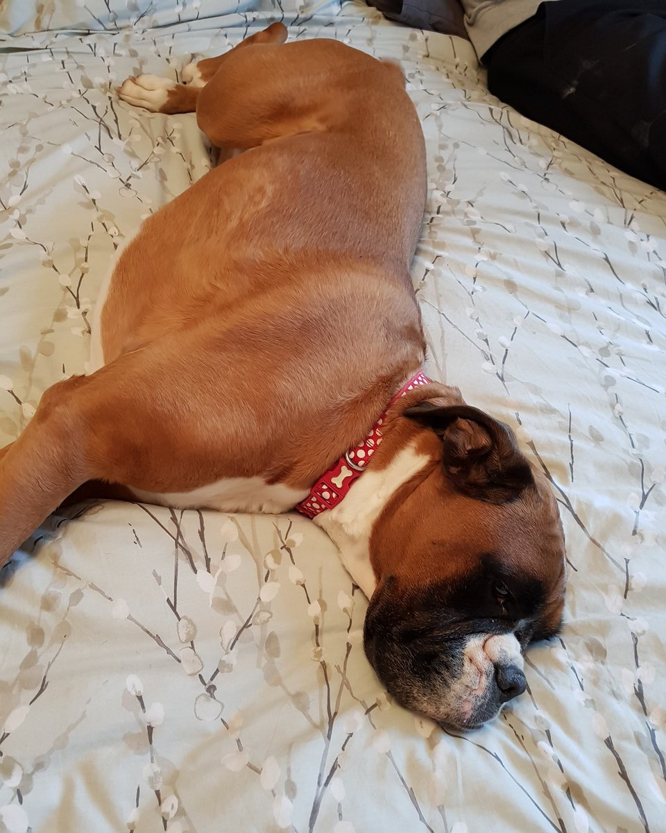 _mrsp73's tweet photo. A day of sunbathing, walkies and full tummies.... 2 pooped pooches !! #pampereddogs #rescuedogs #boxersoftwitter #dogsoftwitter #boxers #boxers #boxerdogs #mummysbabies #cutedogs https://t.co/5uz9k5K3pC