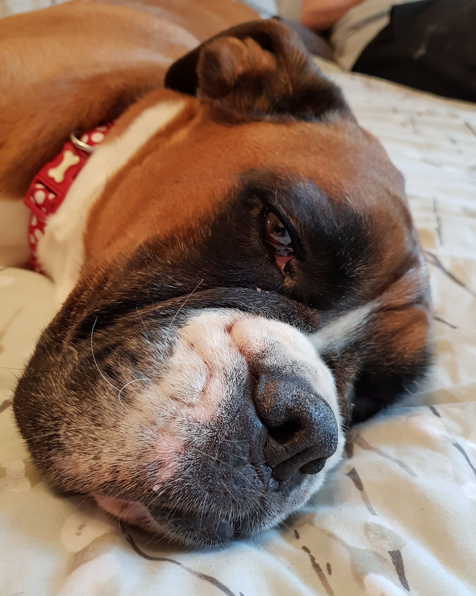 _mrsp73's tweet photo. A day of sunbathing, walkies and full tummies.... 2 pooped pooches !! #pampereddogs #rescuedogs #boxersoftwitter #dogsoftwitter #boxers #boxers #boxerdogs #mummysbabies #cutedogs https://t.co/5uz9k5K3pC
